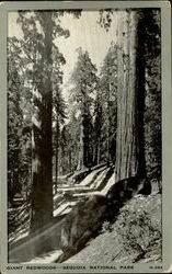 Giant Redwoods , Sequoir National Park