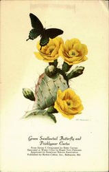 Green Swallowtail Butterfly And Prickly Cactus