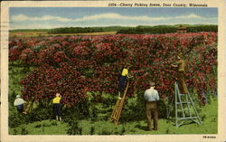Cherry Picking Scene