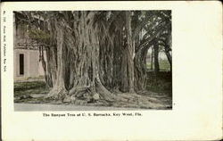 The Banyan Tree At U. S. Barracks The Banyan Tree At U. S. Barracks