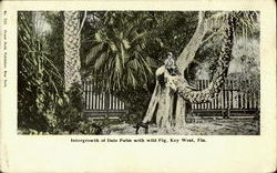 Intergrowth Of Date Palm With Wild Fig Intergrowth Of Date Palm With Wild Fig