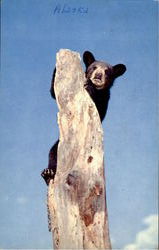 Previous Card