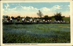 Gathering The Famous Blue Grass Seed Postcard