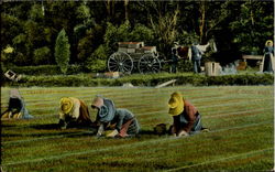 Previous Card