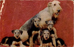 Airedale Terriers