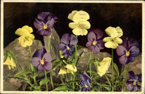 Viola calcarata - Long spurred Violet Flowers