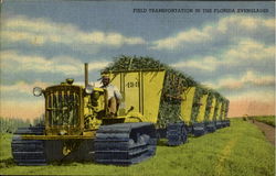 Field Transportation In The Florida Everglades