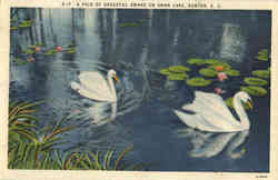 A Pair Of Graceful Swans On Swan Lake A Pair Of Graceful Swans On Swan Lake