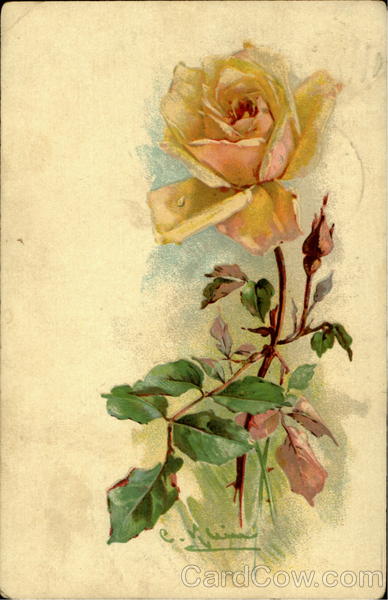 Yellow Rose C. Klein Flowers