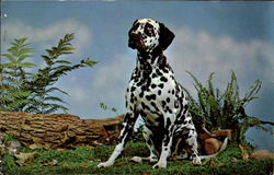 Previous Card
