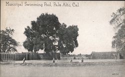 Municipal Swimming Pool Palo Alto, CA Postcard Postcard Postcard