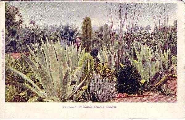 California Cactus Garden Scenic