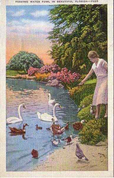 Feeding Water Fowl Jacksonville Florida