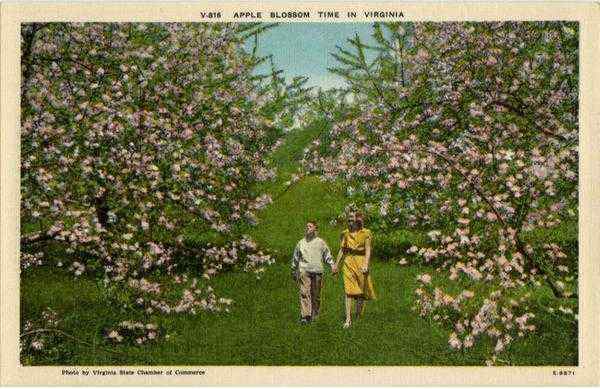 Apple Blossom Time in Virginia Scenic