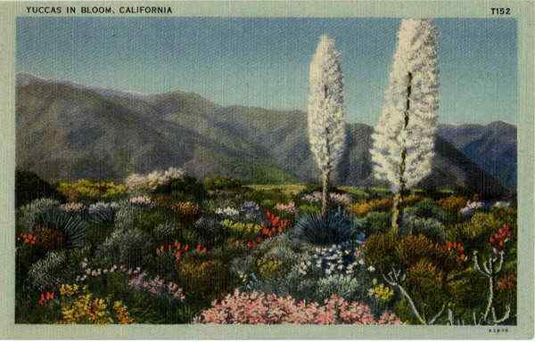 Yuccas in Bloom Scenic California