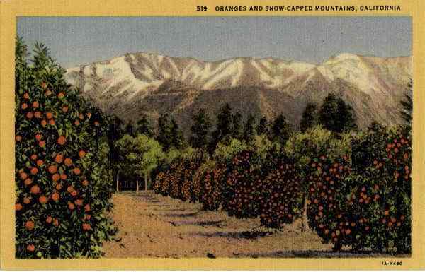 Oranges and Snow Capped Mountains Scenic California