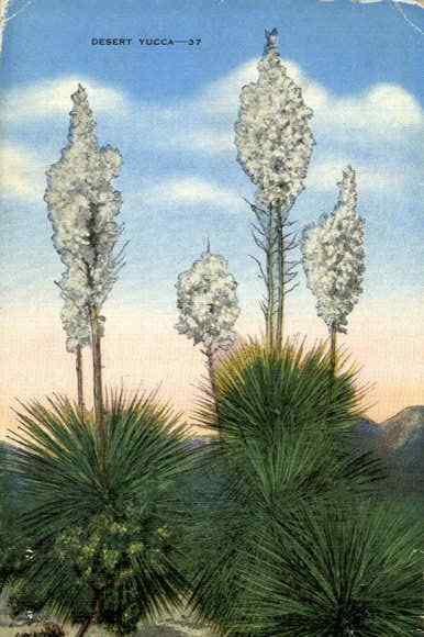 Desert Yucca Blossoms Cactus & Desert Plants