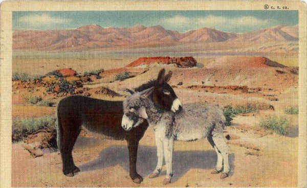 Desert Sweethearts Cowboy Western