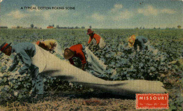 Typical Cotton Picking Scene