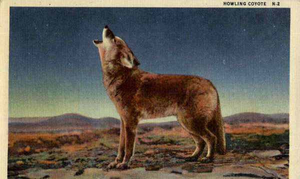 Howling Coyote Cowboy Western