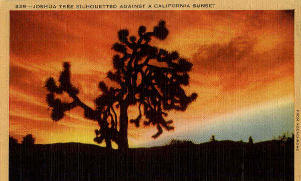 Joshua tree silhouetted against a California Sunset Scenic