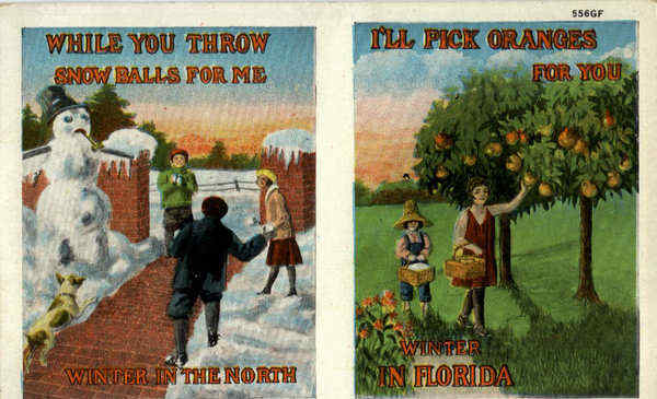Winter in Florida, snowball, oranges Scenic