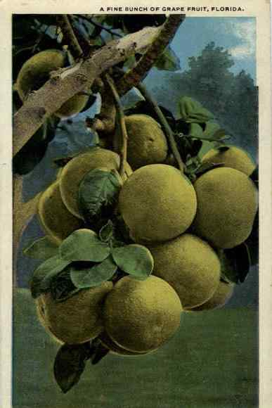 A Fine Bunch of Grapefuit Fruit