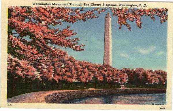 Washington Monument Through The Cherry Blossoms District of Columbia