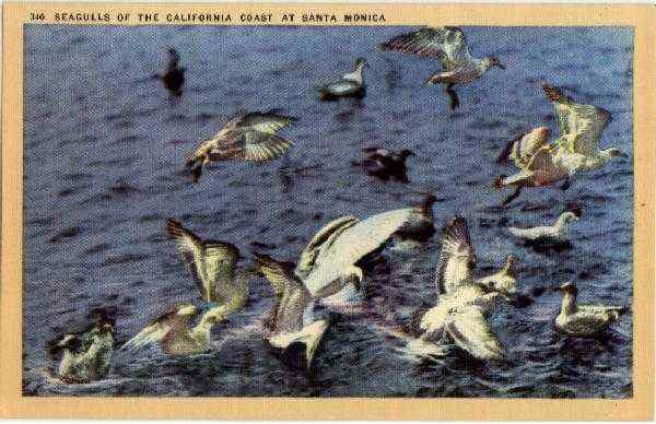 Seagulls of the California Coast Santa Monica