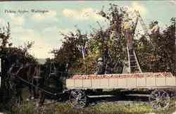 Picking Apples Scenic, WA Postcard Postcard