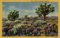 Joshua Palms on the Desert Postcard