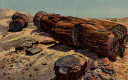Giant Logs in Rainbow Petrified Forest Postcard