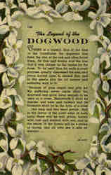 The Legend of the Dogwood Postcard