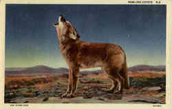 Howling Coyote Postcard