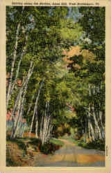 Driving along the Birches, Ames Hill, West Brattleboro Postcard