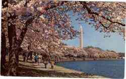 Blooming of the Cherry Trees Washington, DC Washington DC Postcard Postcard