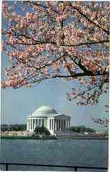 Jefferson Memorial w/Cherry Blossoms Washington, DC Washington DC Postcard Postcard