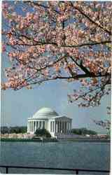 Jefferson Memorial w/Cherry Blossoms Postcard