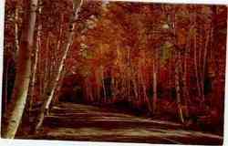 New Hampshire Birches Postcard