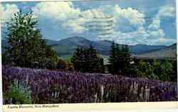 Lupine Blossoms Jefferson, NH Postcard Postcard