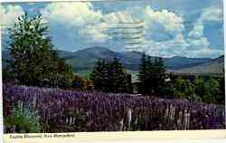 Lupine Blossoms Postcard