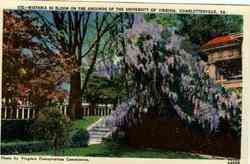 Wistaria in Bloom on Grounds of University of Virginia Postcard