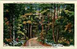 Roadway Through Virgin Timber in George Washington Forest Staunton, VA Postcard Postcard