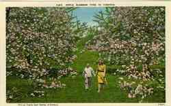 Apple Blossom Time in Virginia Postcard