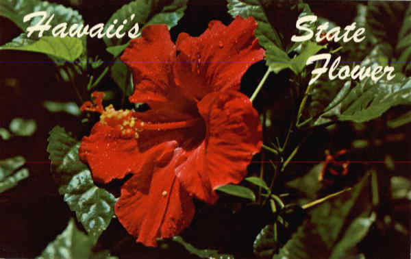 Hawaii's State Flower Flowers