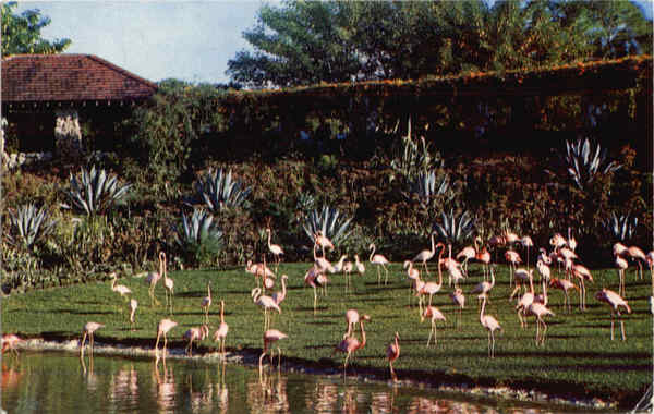 Flamingos and reflections at Florida's famous Parrot Jungle