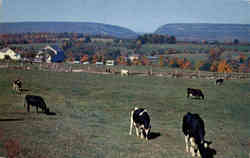 Autumn Pastoral scene in Northern New Jersey - Cows Postcard
