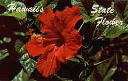 Hawaii's State Flower Postcard