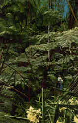 Tree Fern Forest Scenic, HI Postcard Postcard