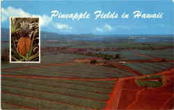 Pineapple Fields Oahu, HI Postcard Postcard